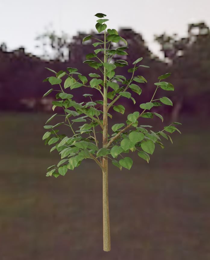 Black Alder Tree - Empress Tree - Walnut Tree Package 3D Model Collection_5