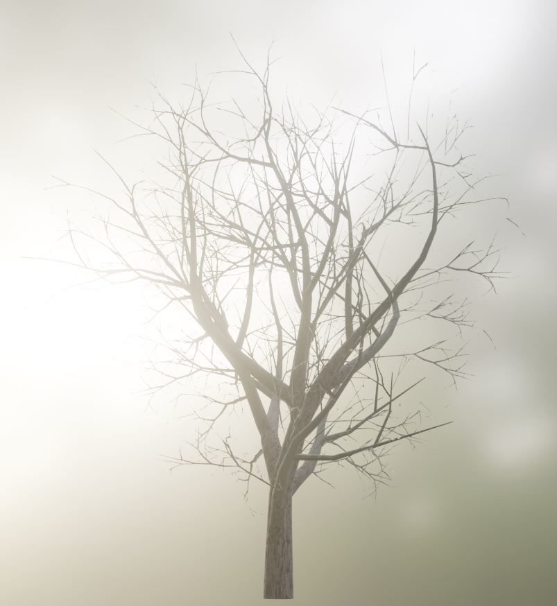 Black Alder Tree - Empress Tree - Walnut Tree Package 3D Model Collection_51