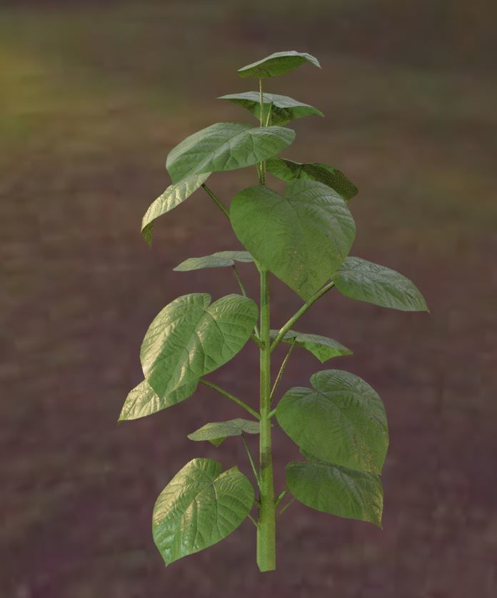 Black Alder Tree - Empress Tree - Walnut Tree Package 3D Model Collection_8