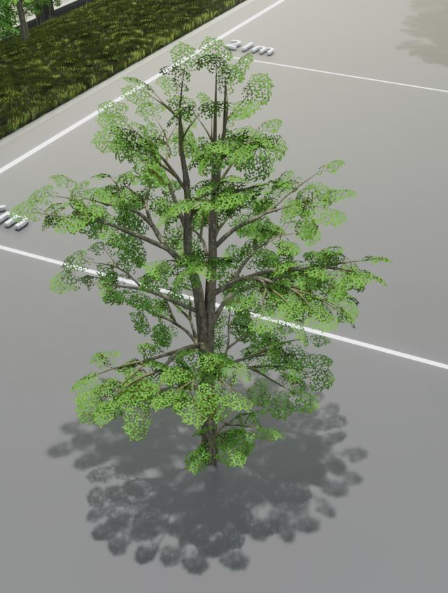 Black Alder Tree - Empress Tree - Walnut Tree Package 3D Model Collection_83