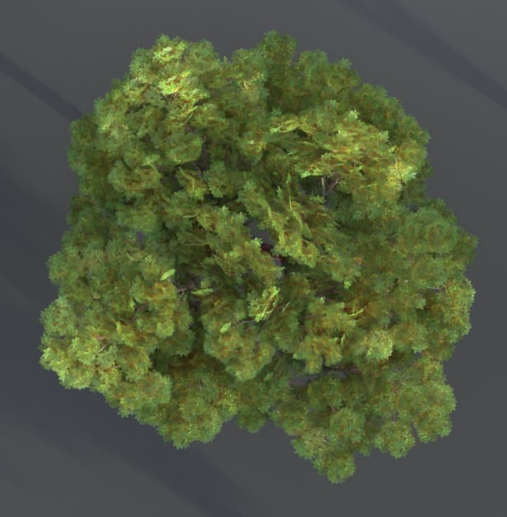 Black Alder Tree - Empress Tree - Walnut Tree Package 3D Model Collection_42