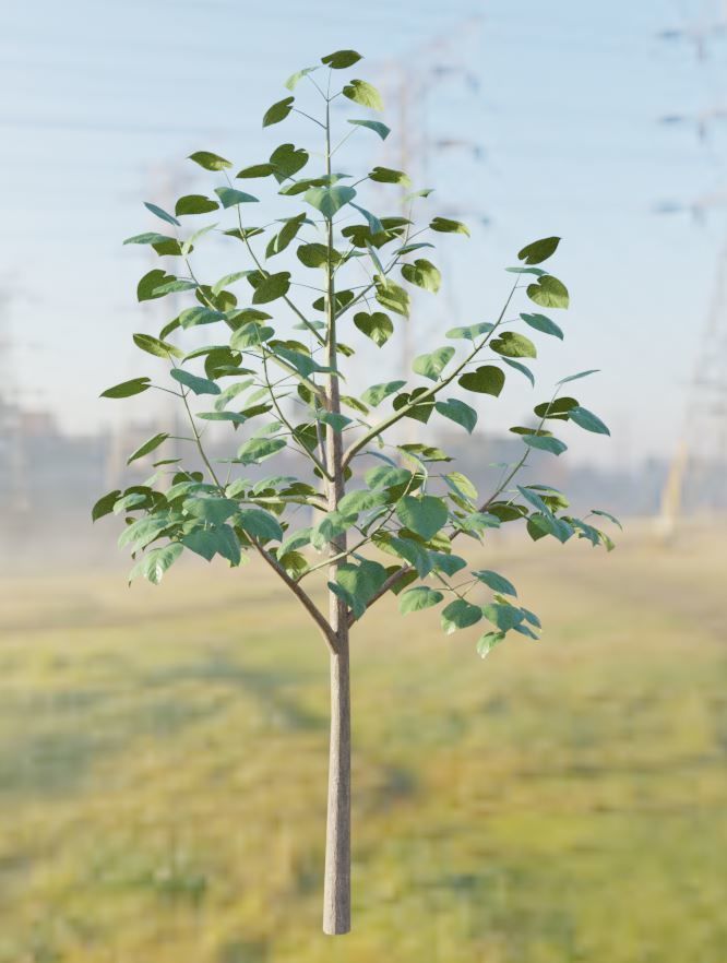 Black Alder Tree - Empress Tree - Walnut Tree Package 3D Model Collection_22