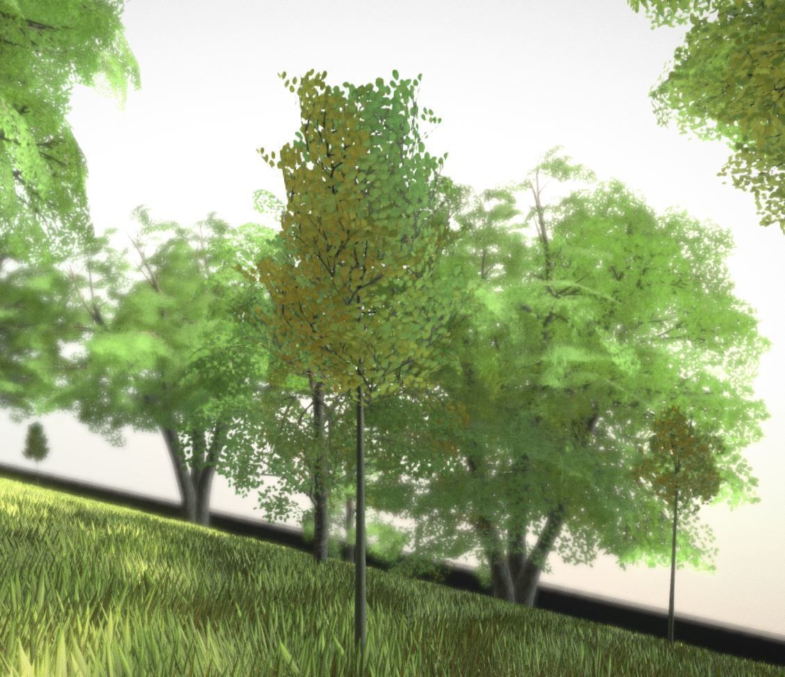 Black Alder Tree - Empress Tree - Walnut Tree Package 3D Model Collection_86