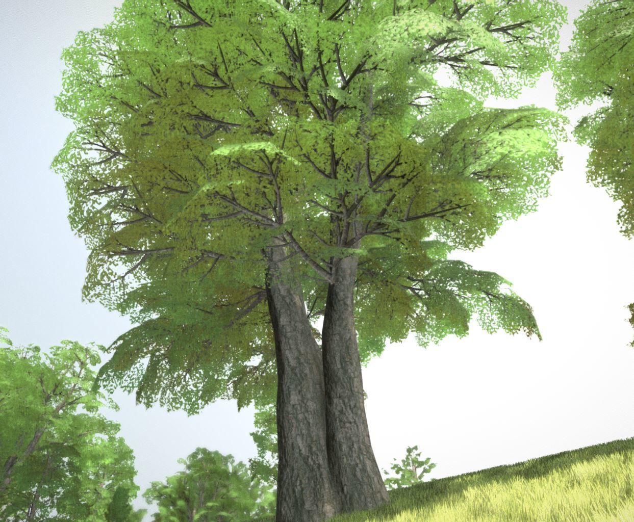 Black Alder Tree - Empress Tree - Walnut Tree Package 3D Model Collection_79