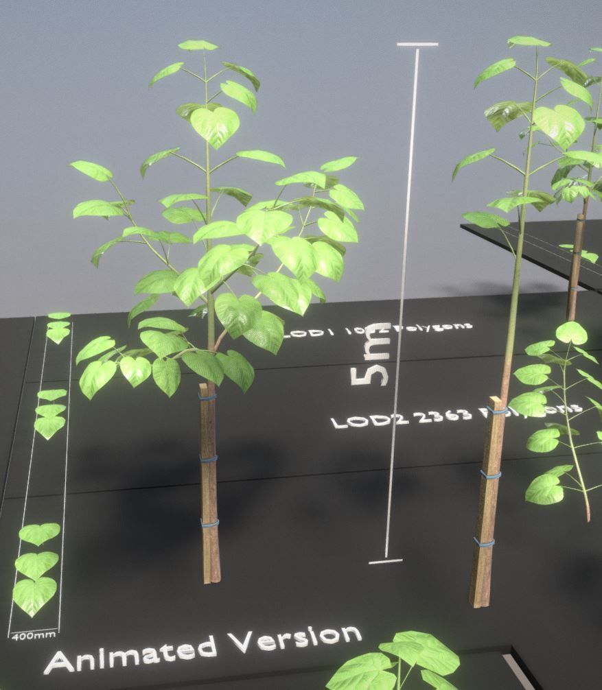 Black Alder Tree - Empress Tree - Walnut Tree Package 3D Model Collection_16