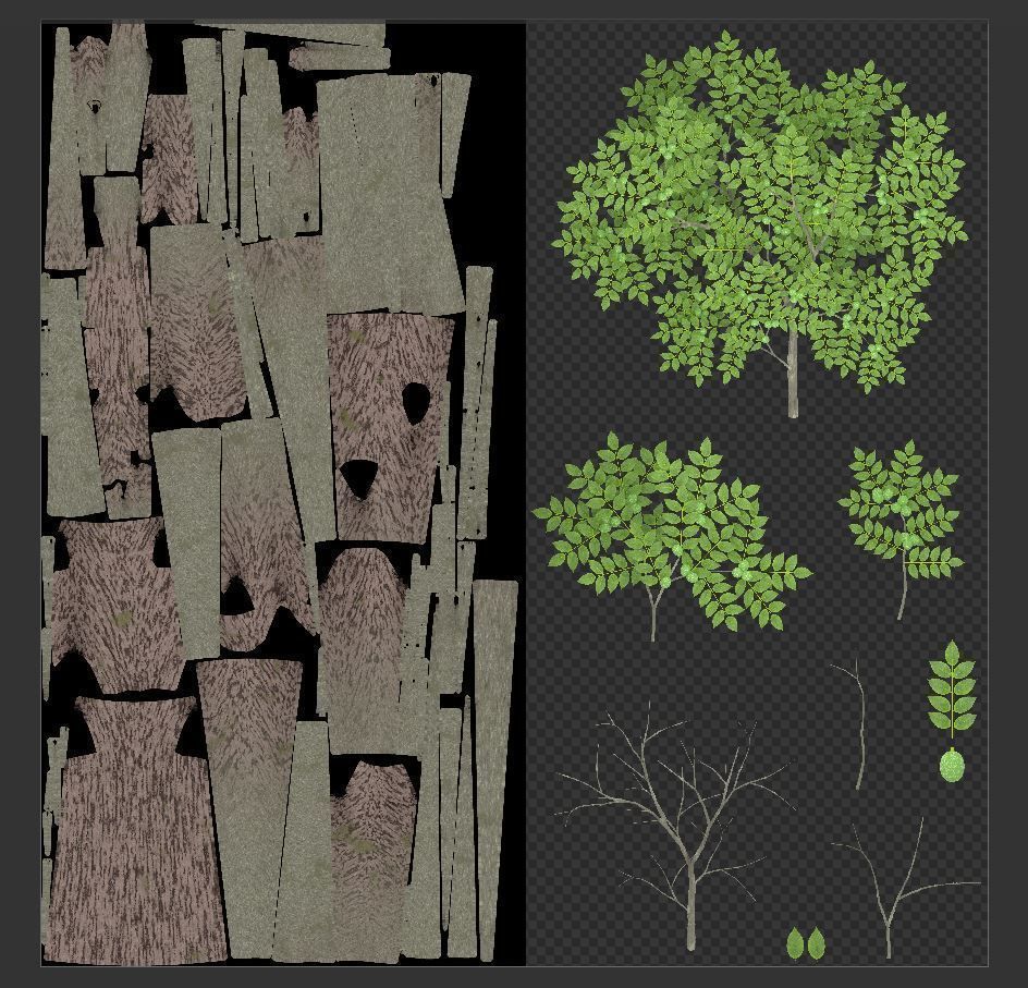 Black Alder Tree - Empress Tree - Walnut Tree Package 3D Model Collection_54