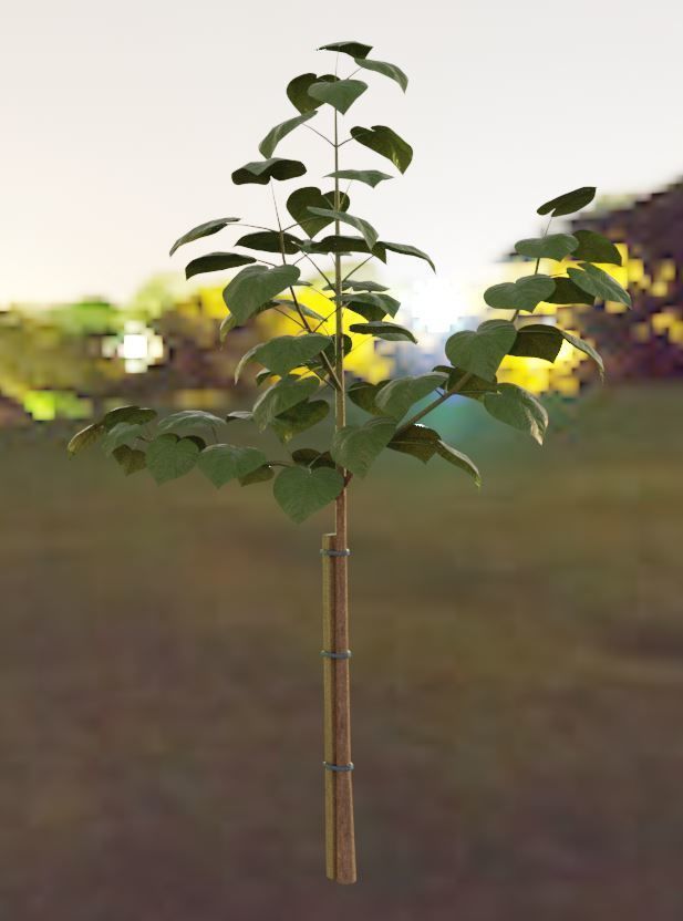 Black Alder Tree - Empress Tree - Walnut Tree Package 3D Model Collection_4