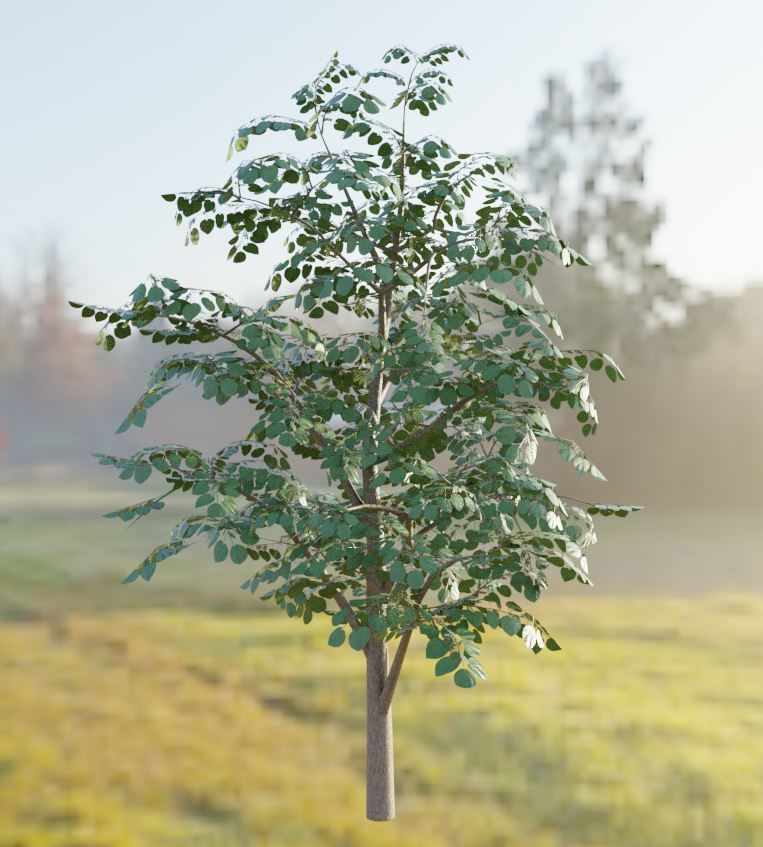 Black Alder Tree - Empress Tree - Walnut Tree Package 3D Model Collection_19