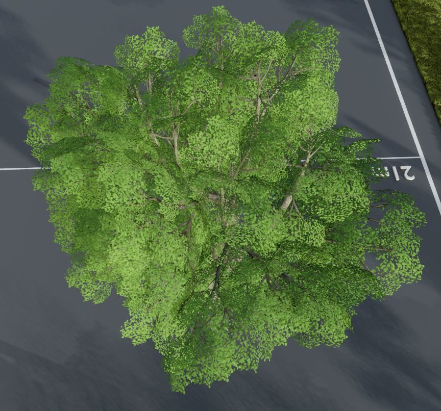 Black Alder Tree - Empress Tree - Walnut Tree Package 3D Model Collection_93