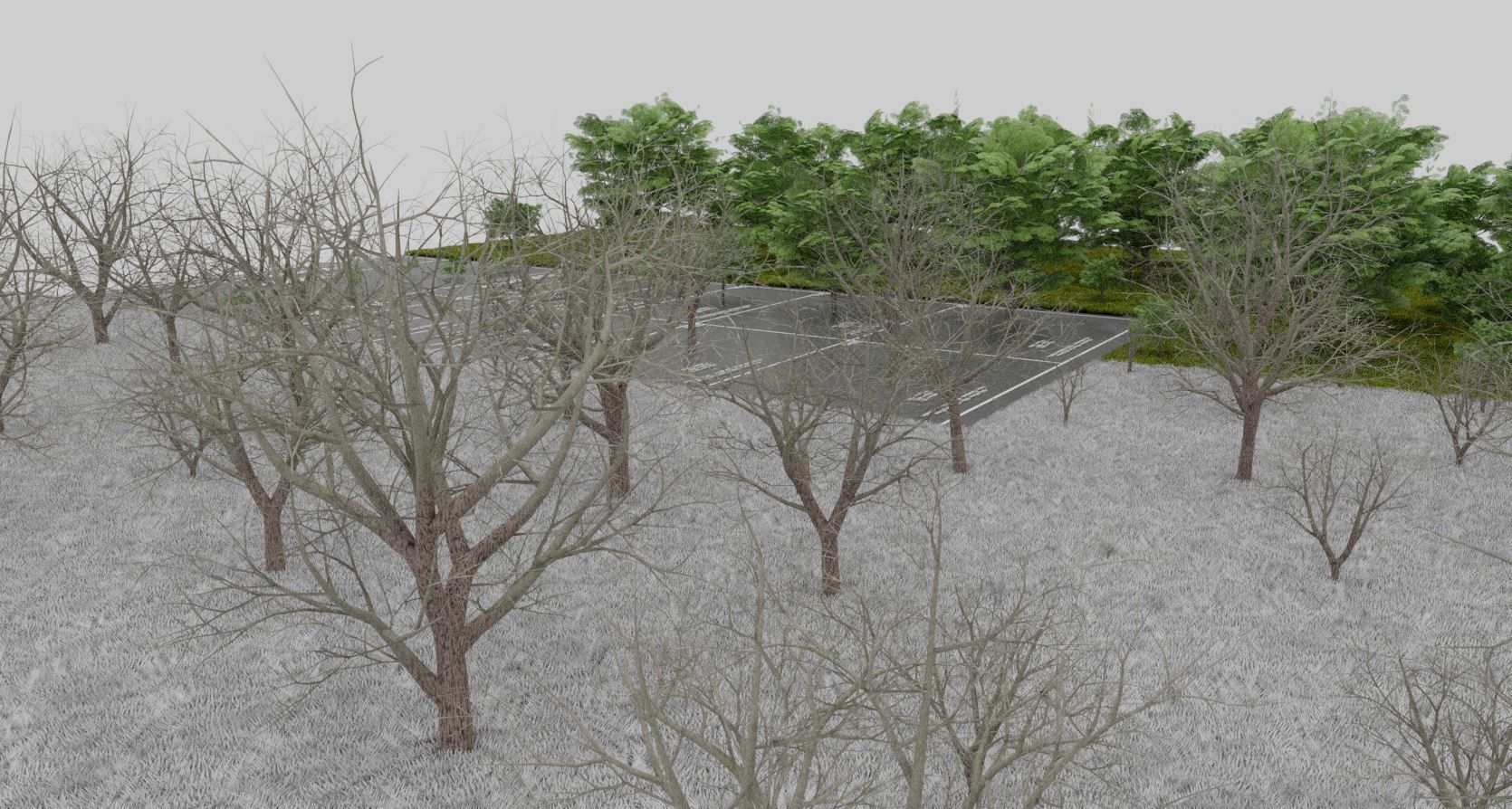 Black Alder Tree - Empress Tree - Walnut Tree Package 3D Model Collection_77