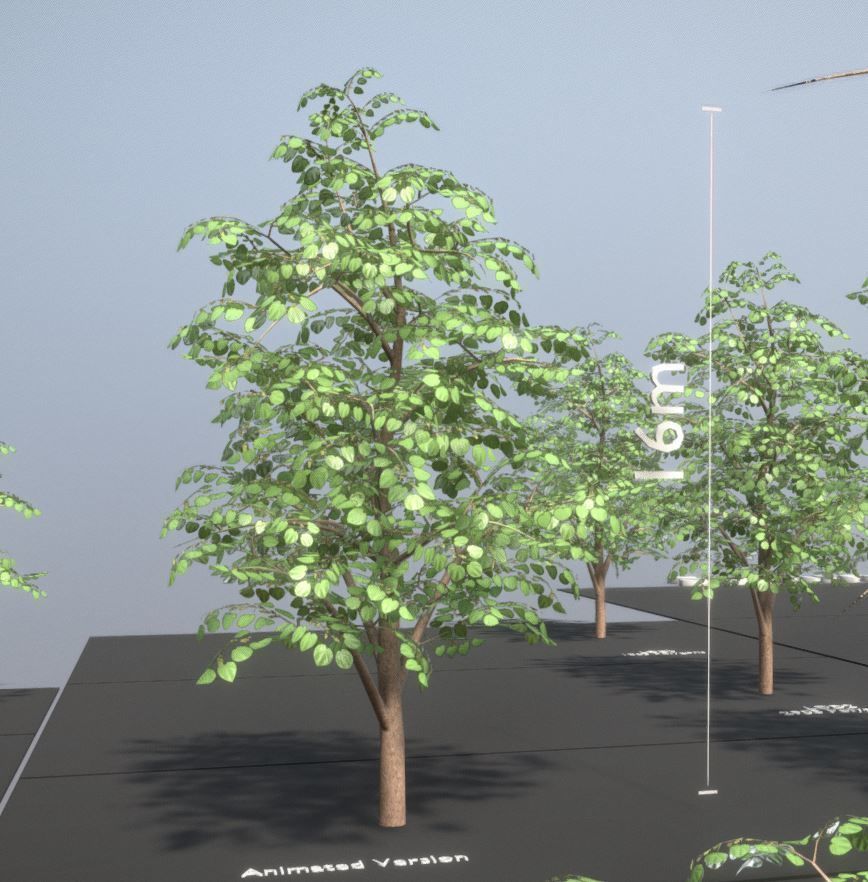 Black Alder Tree - Empress Tree - Walnut Tree Package 3D Model Collection_18