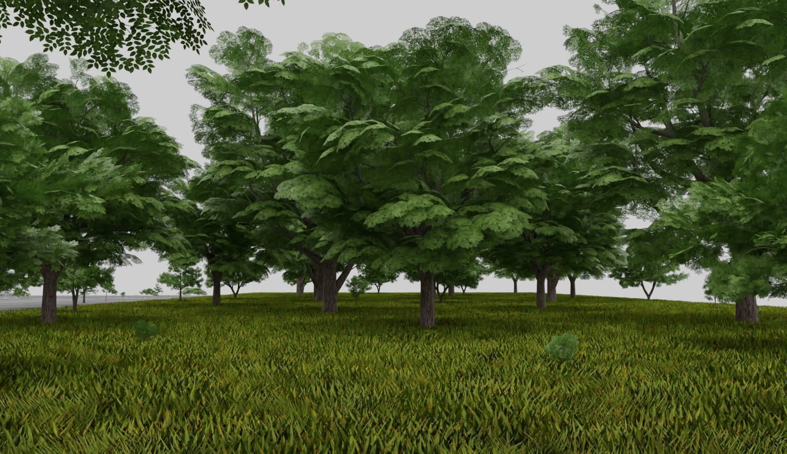 Black Alder Tree - Empress Tree - Walnut Tree Package 3D Model Collection_68