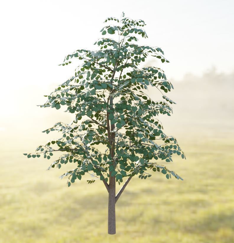Black Alder Tree - Empress Tree - Walnut Tree Package 3D Model Collection_21