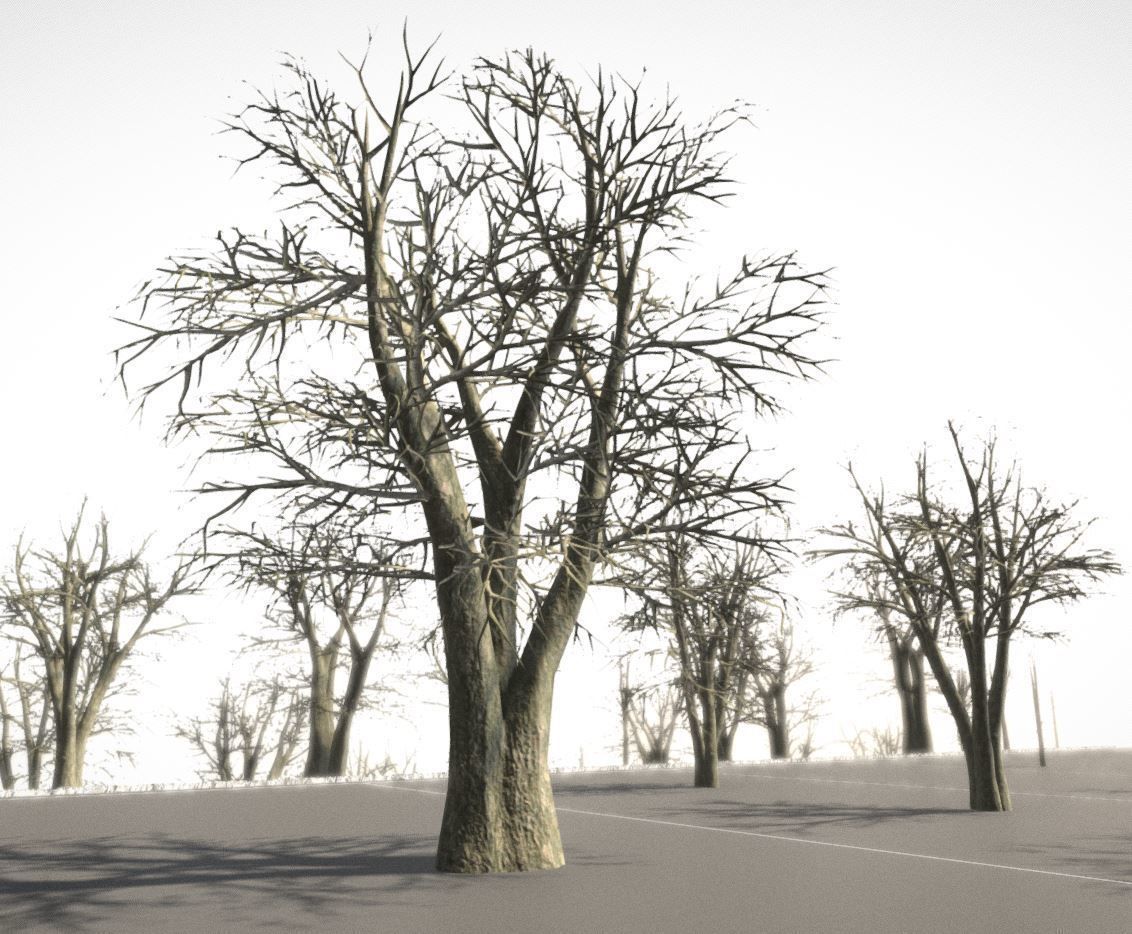 Black Alder Tree - Empress Tree - Walnut Tree Package 3D Model Collection_82