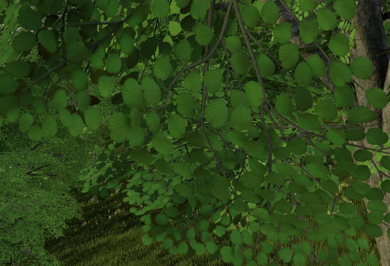 Black Alder Tree - Empress Tree - Walnut Tree Package 3D Model Collection_92