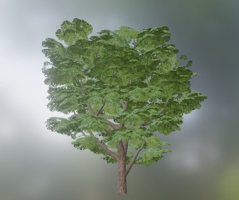 Black Alder Tree - Empress Tree - Walnut Tree Package 3D Model Collection_62