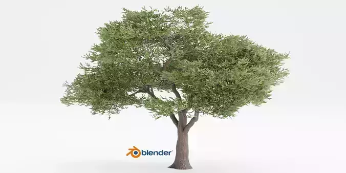 Acacia tree vol 15-Blender 3D model