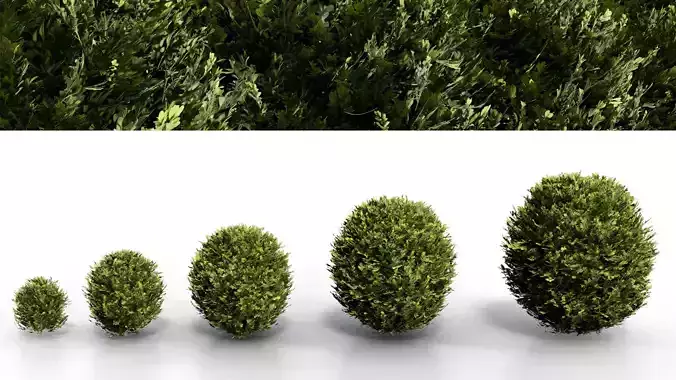 BoxWood Spherical Collection - PBR - MidPoly