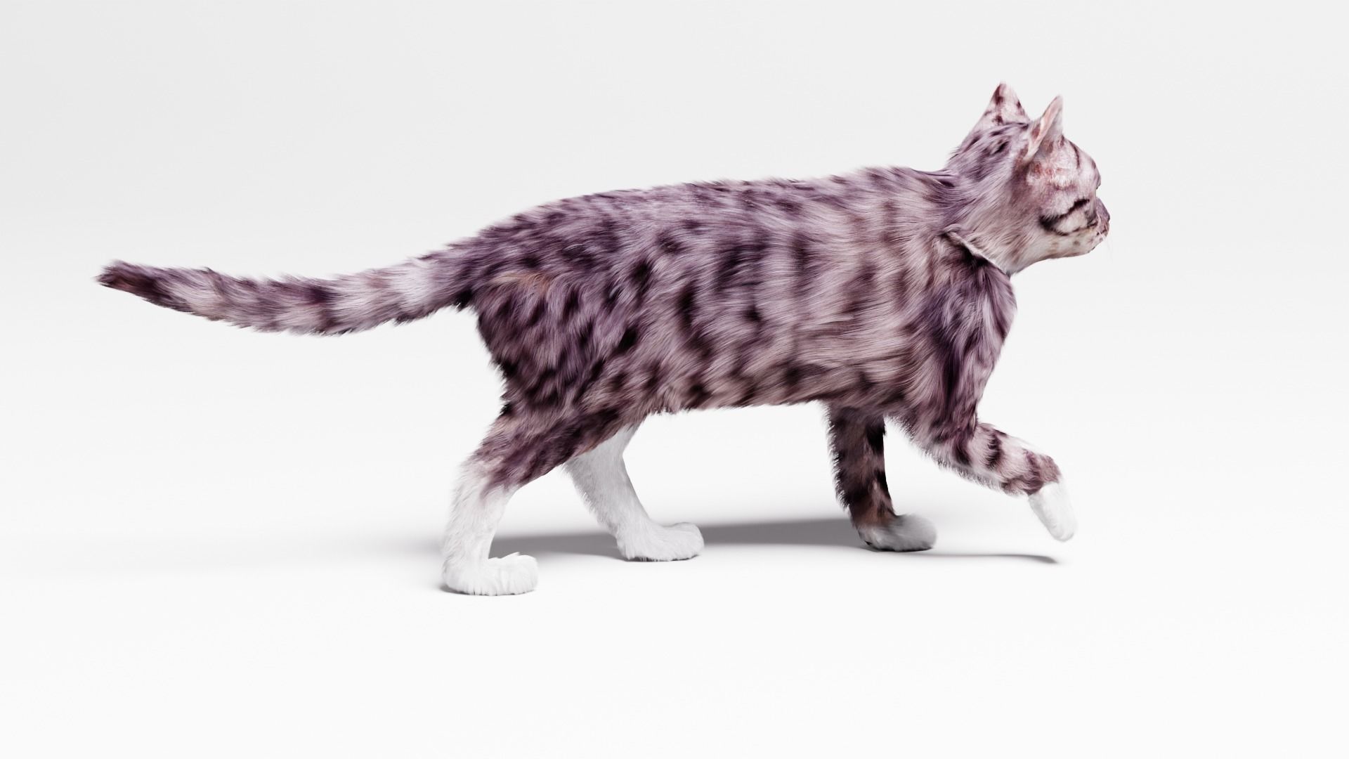 Domestic Cat  3D model_2