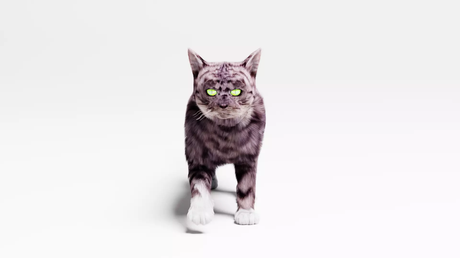 Domestic Cat  3D model_0