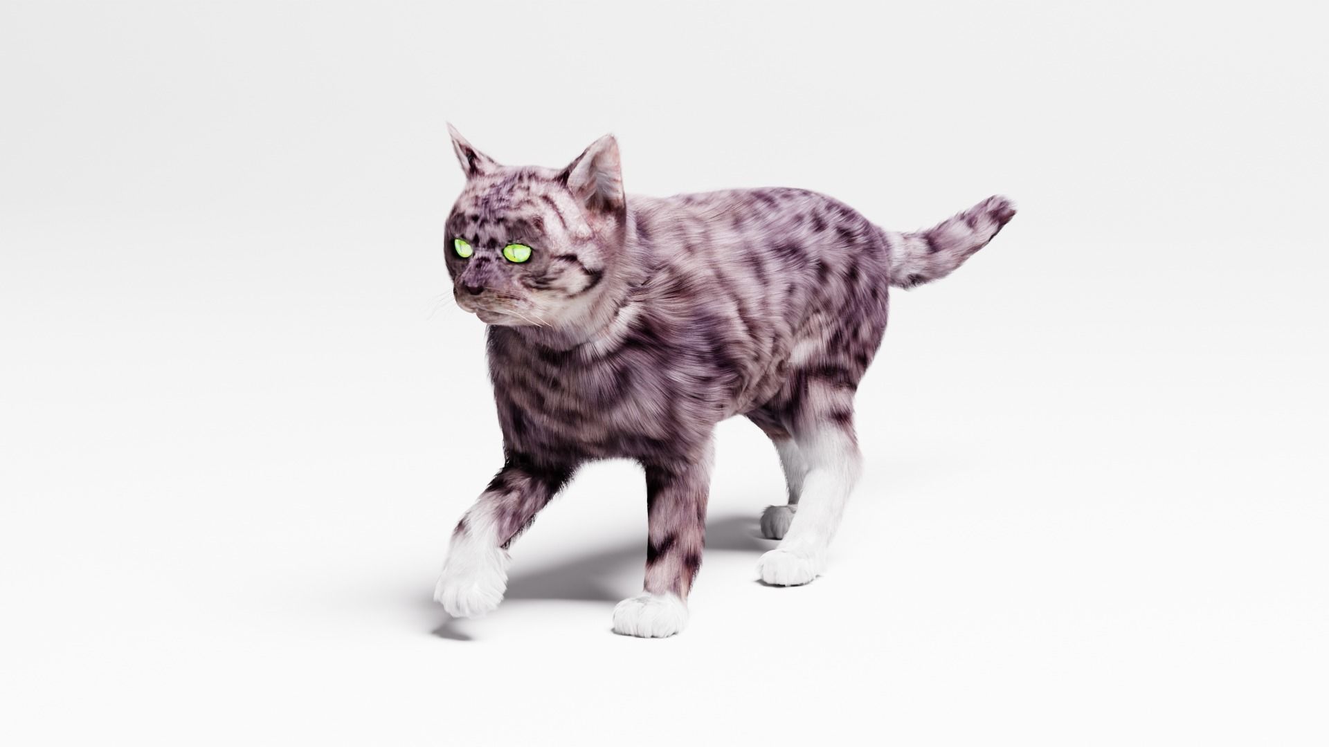 Domestic Cat  3D model_1