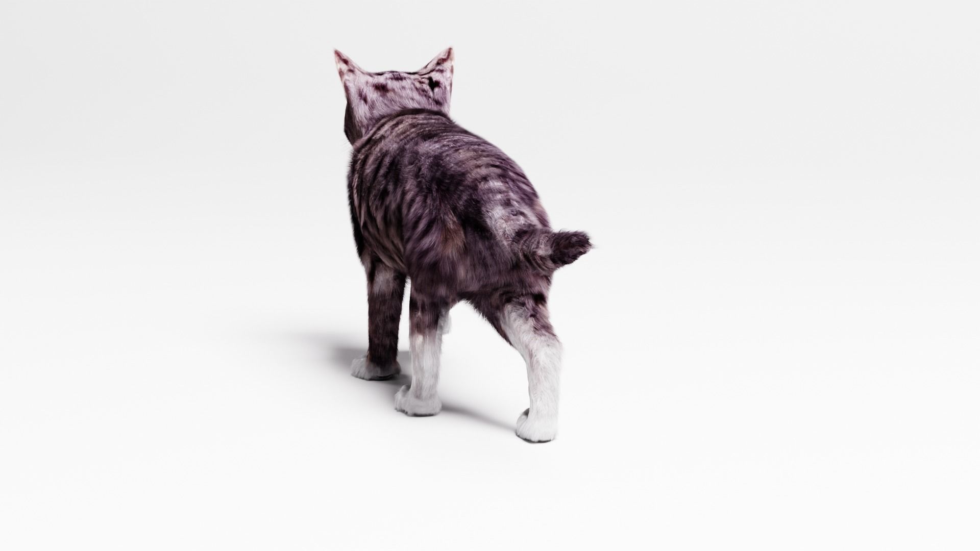 Domestic Cat  3D model_3