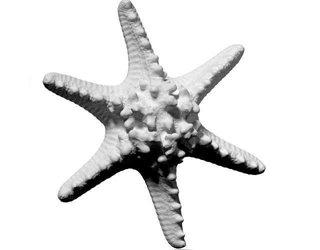 Horned Sea Star Star Fish 3D Model  3D model