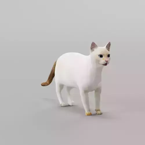 Flame Point Siamese Cat  3D model