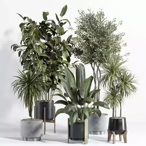 Indoor plant  set 24