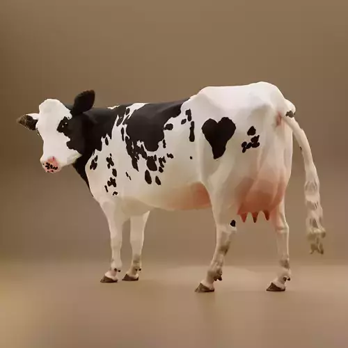 Maybelle the Holstein Friesian Cow 3D print model