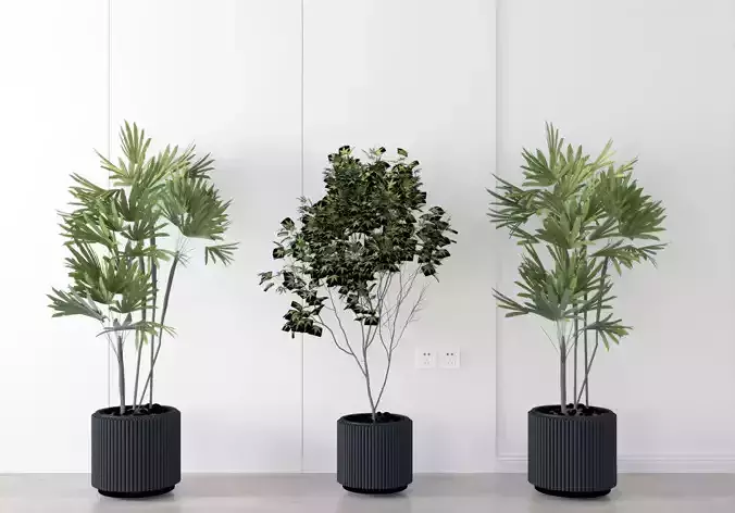 Plant Modern Potting