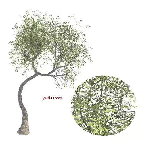 yalda tree 4 Free 3D model