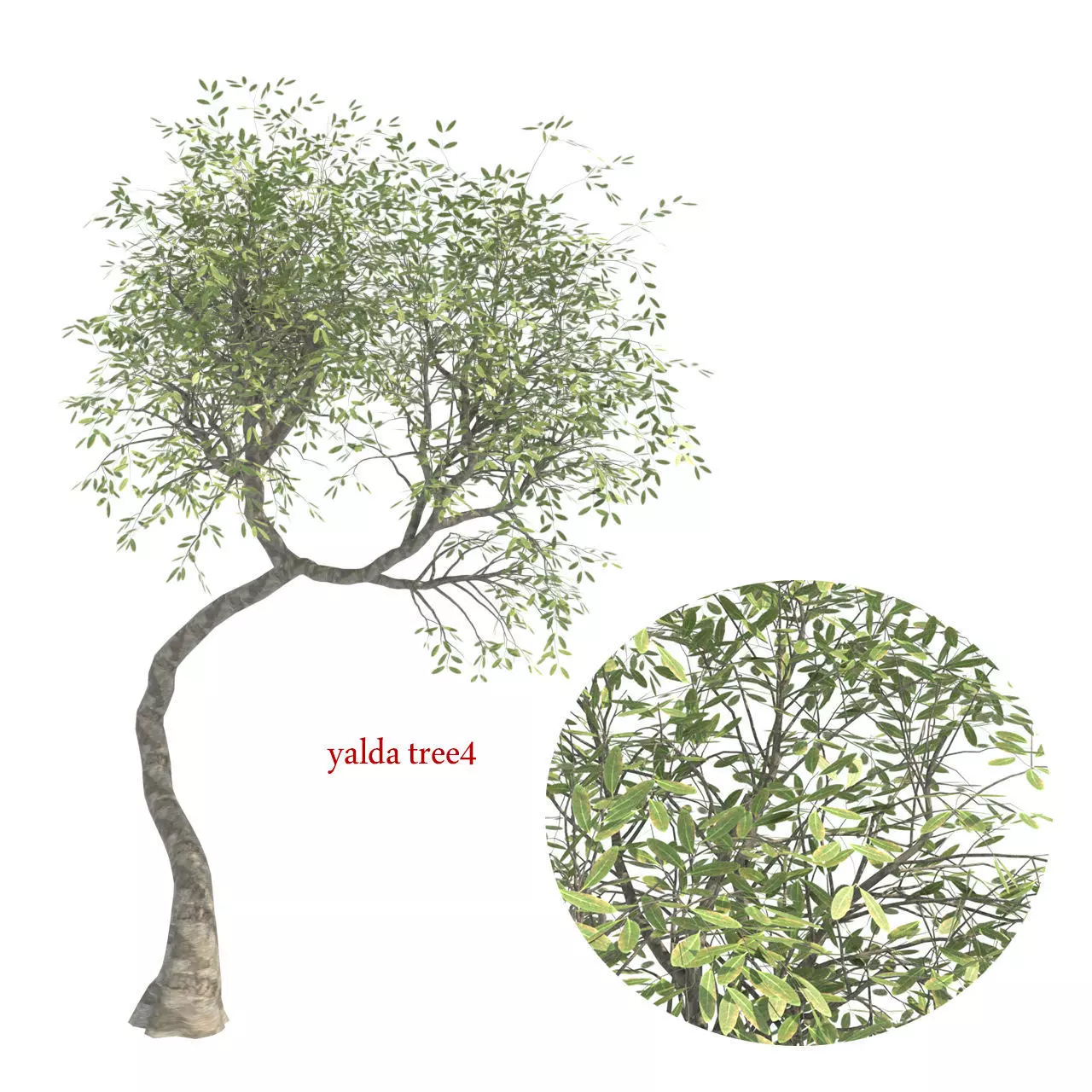 yalda tree 4 Free 3D model_0