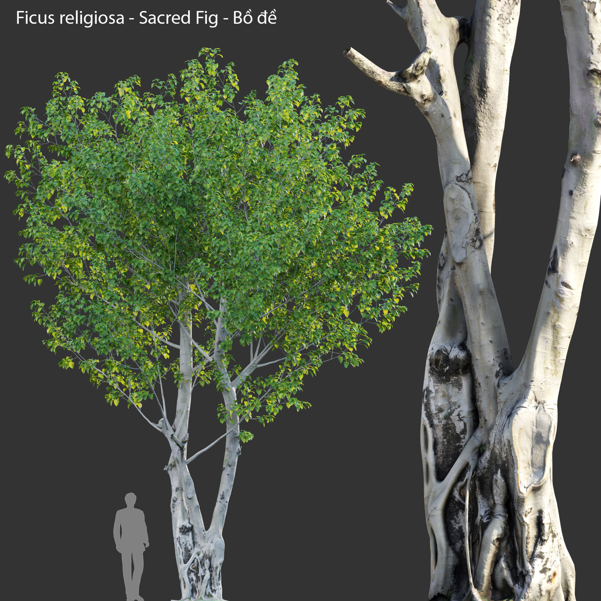 Ficus religiosa - Sacred Fig 3D model_1
