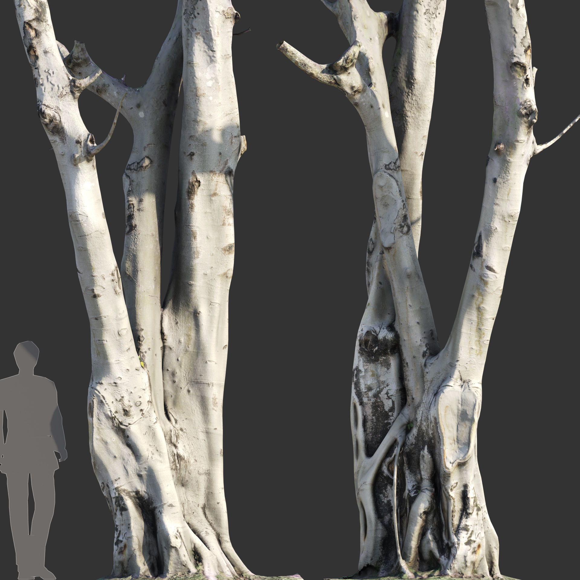 Ficus religiosa - Sacred Fig 3D model_5