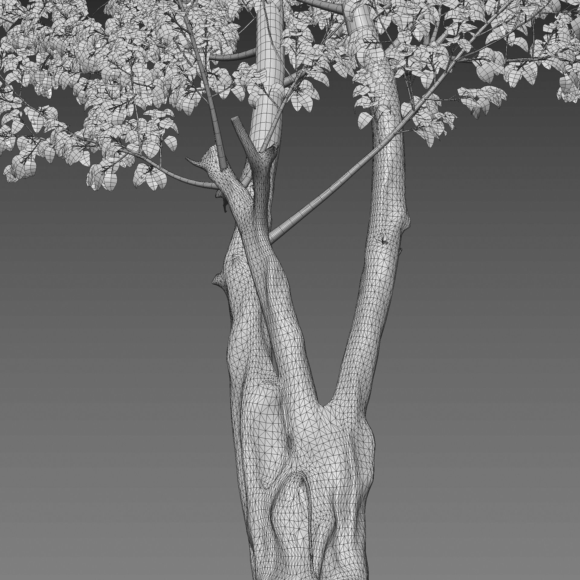 Ficus religiosa - Sacred Fig 3D model_4