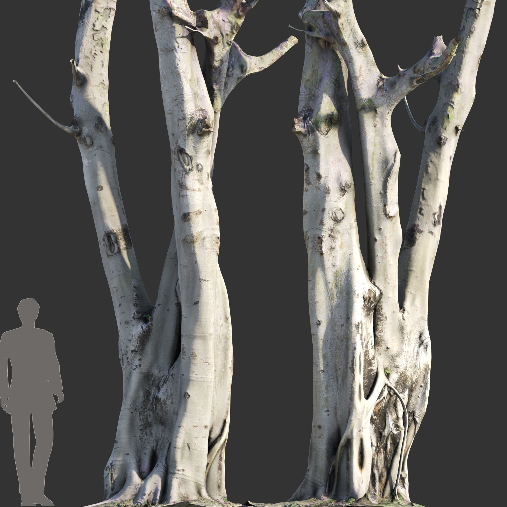 Ficus religiosa - Sacred Fig 3D model_6