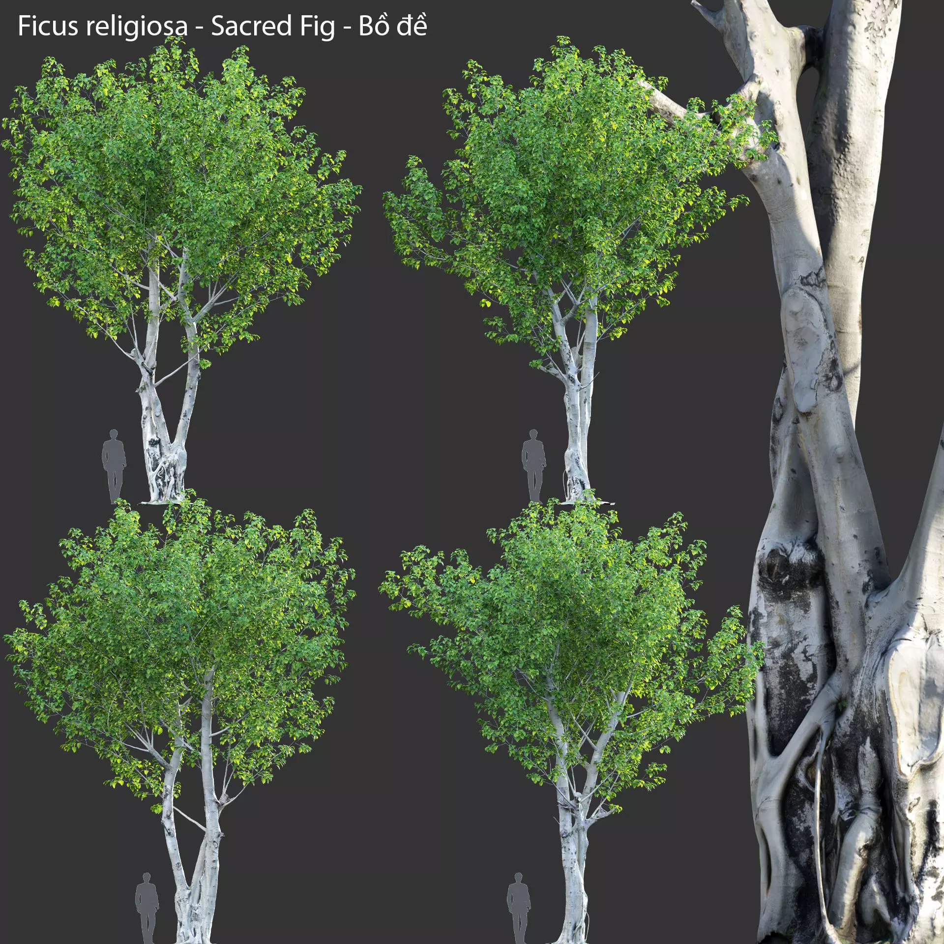 Ficus religiosa - Sacred Fig 3D model_0