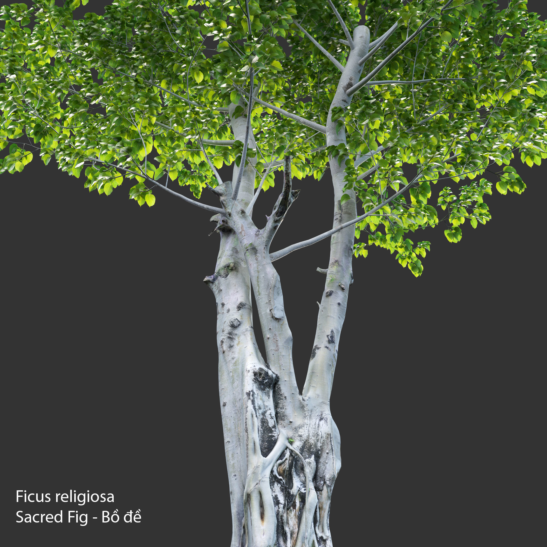 Ficus religiosa - Sacred Fig 3D model_3