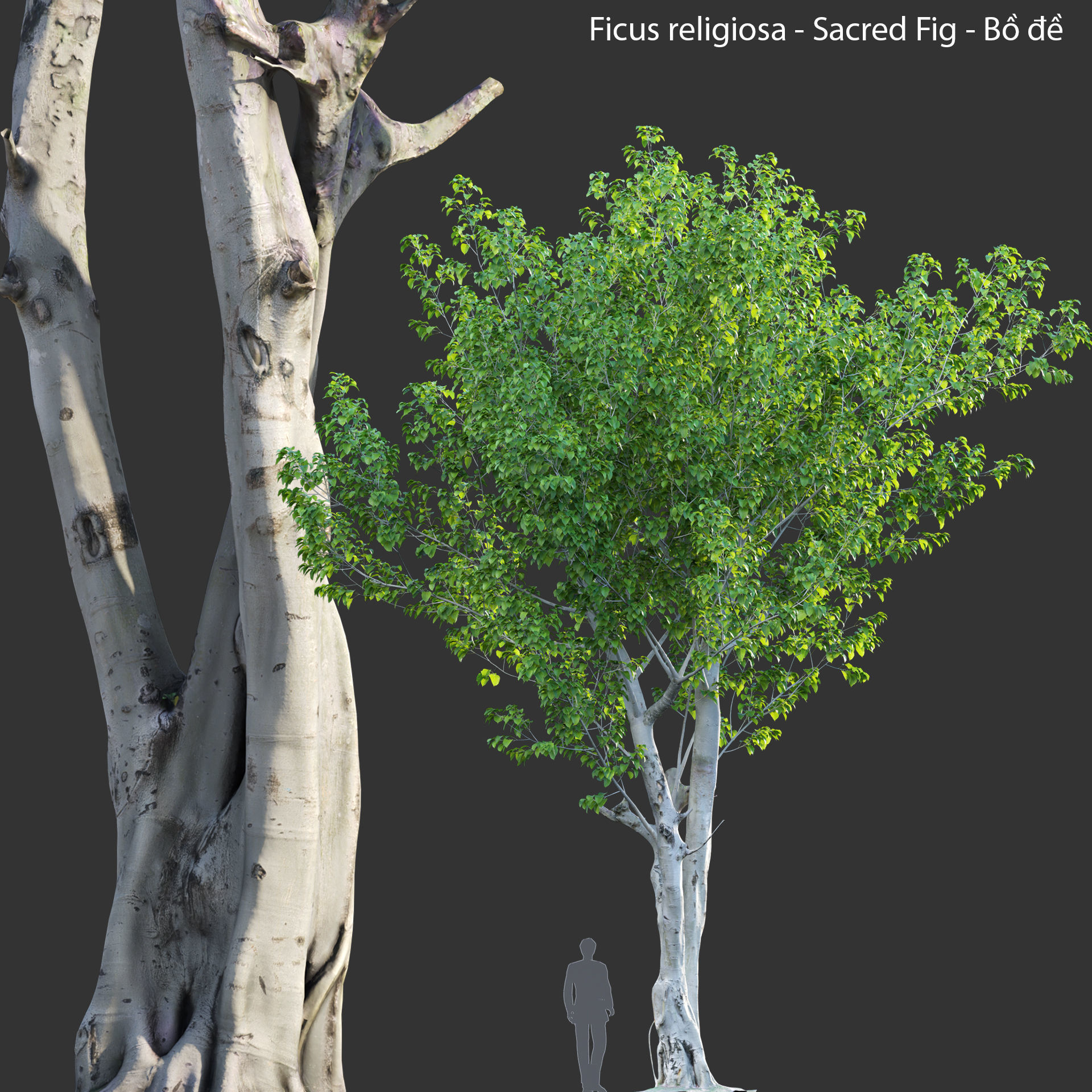 Ficus religiosa - Sacred Fig 3D model_2
