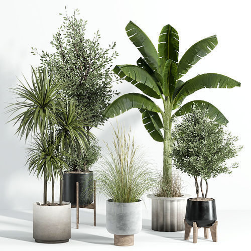 Indoor plant - set 25 3D model