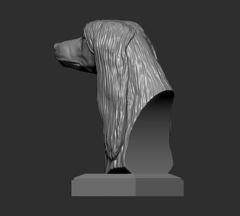 Afghan hound bust 3D print model_4