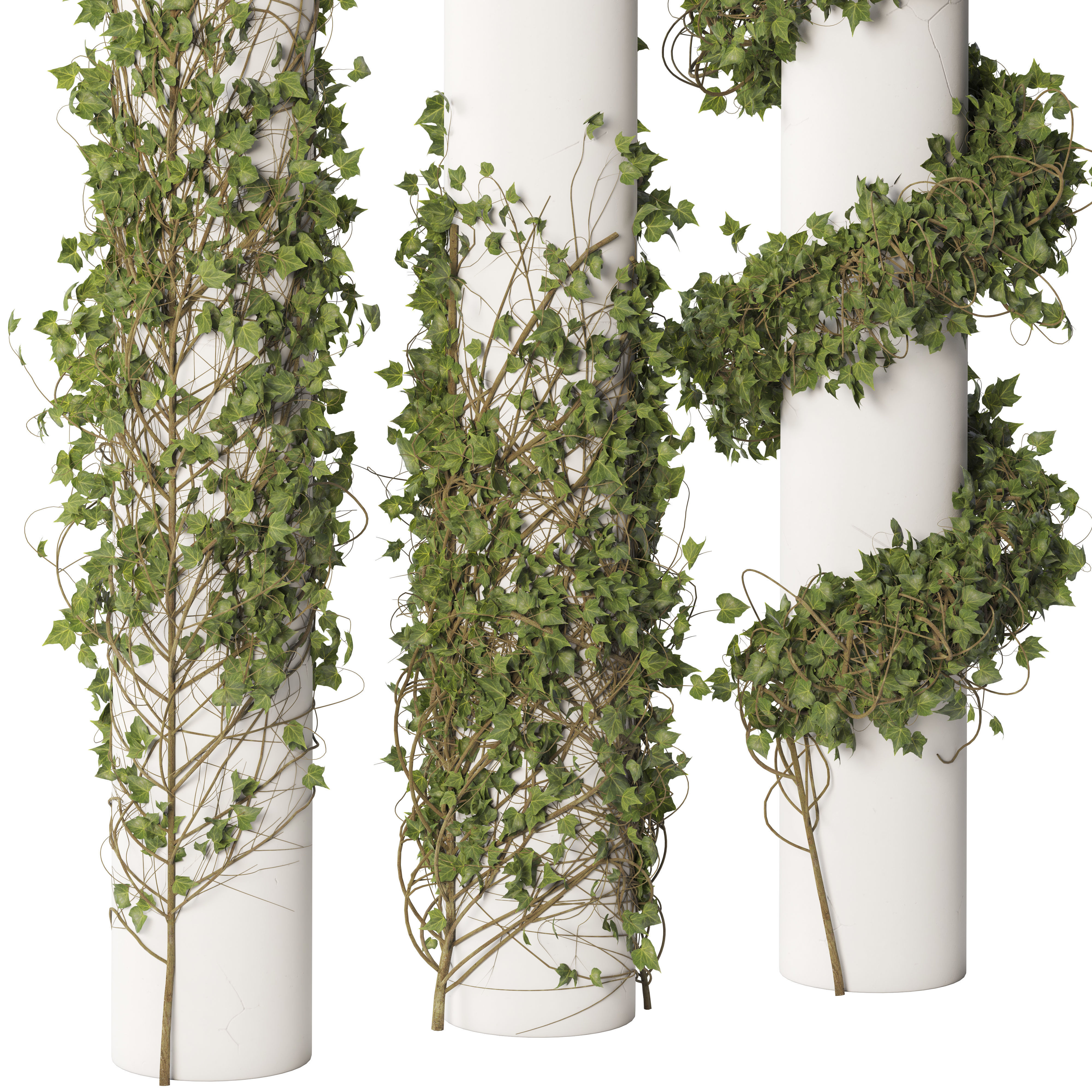 Ivy Plant Set 01 3D model_2