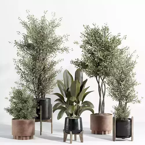 indoor plant - set 23