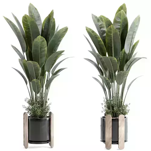 indoor plant - set 22