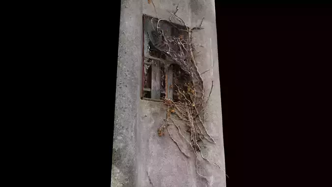 Window overgrown with plants