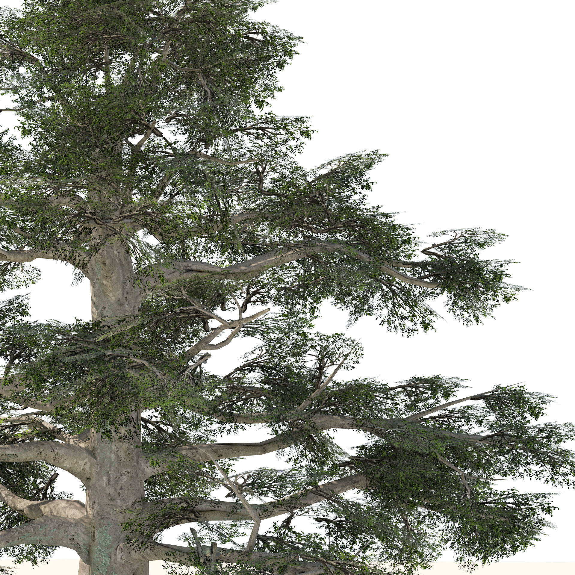 Fall and green broadleaves beech trees 3d model Low-poly 3D model_3