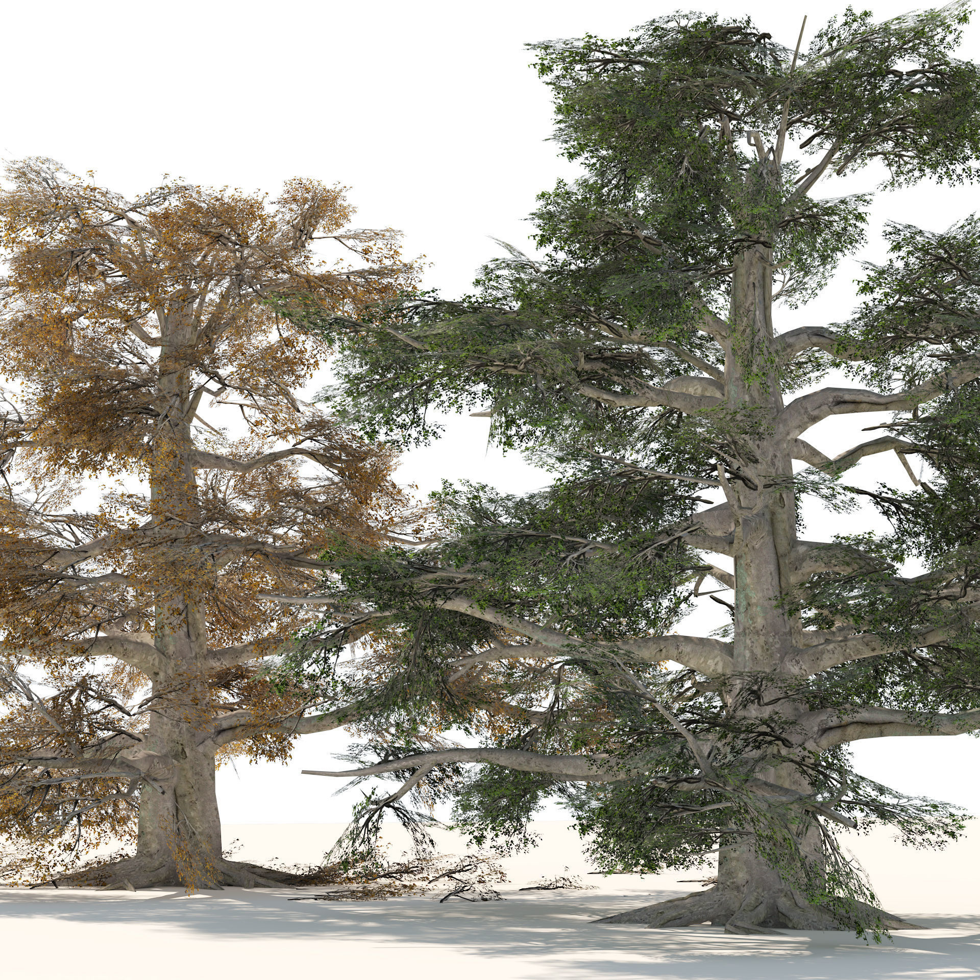 Fall and green broadleaves beech trees 3d model Low-poly 3D model_5