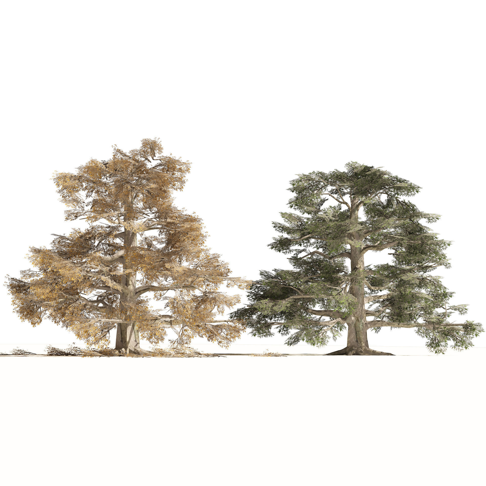 Fall and green broadleaves beech trees 3d model Low-poly 3D model_4