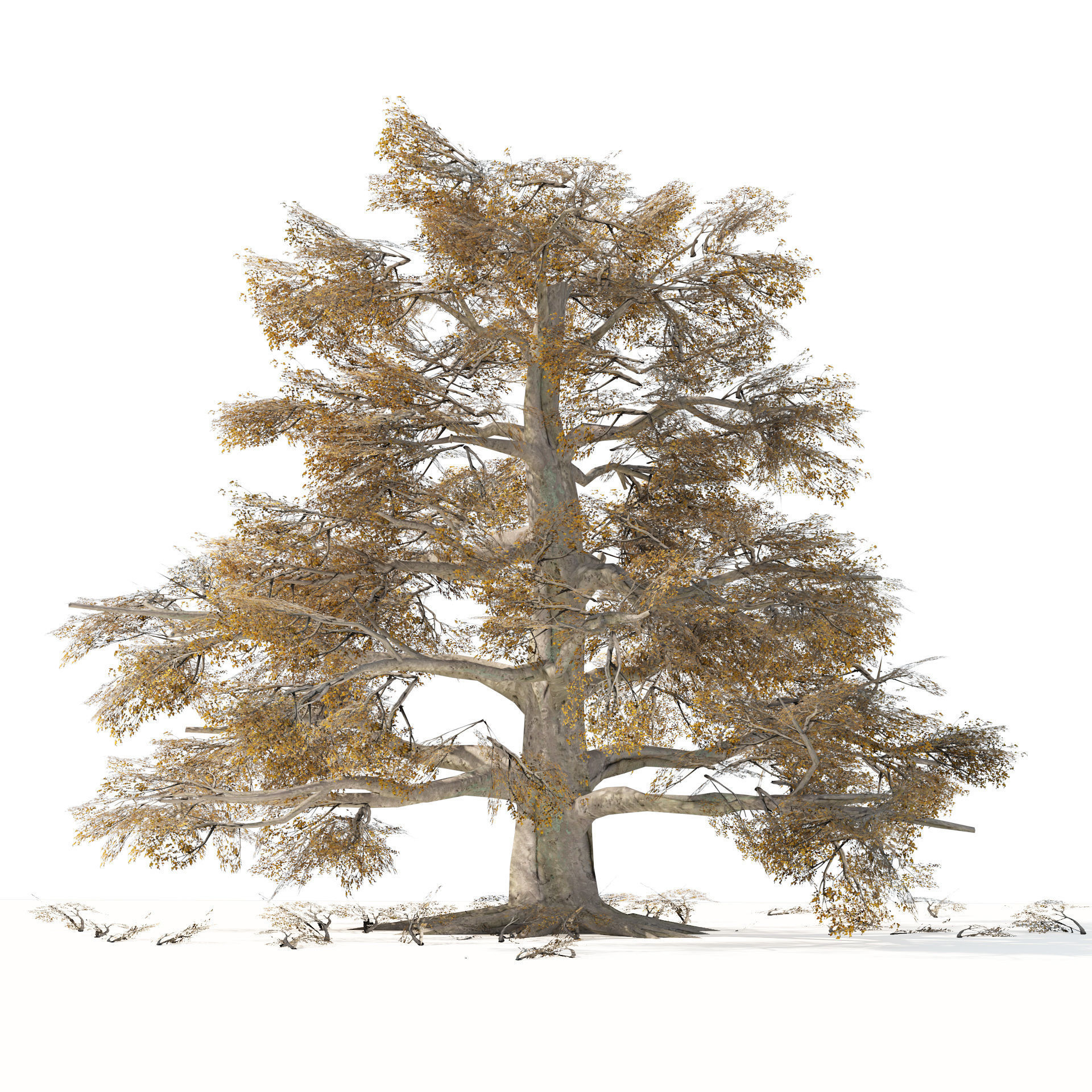 Fall and green broadleaves beech trees 3d model Low-poly 3D model_2